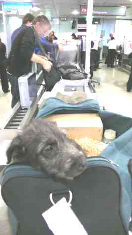 Airport Personen- und Hundekontrolle 